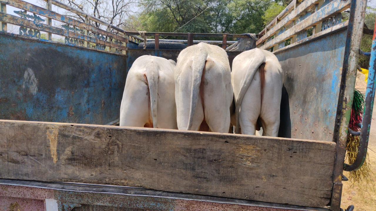 illegal transportation of cattle: पीपलोन कलाँ पुलिस ने गौ वंश का अवैध रूप से परिवहन कर रहे पिकअप वाहन को पकड़ा, ₹509200 का मशरूका किया जप्त