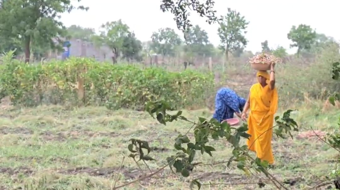 आगर मालवा में बेमौसम बारिश की भेंट चढ़ गई प्याज की फसल, किसानों को सरकार से हैं उम्मीद, मंडियों में प्याज के दाम 1 से 5 रुपए प्रति किलो तक गिरे