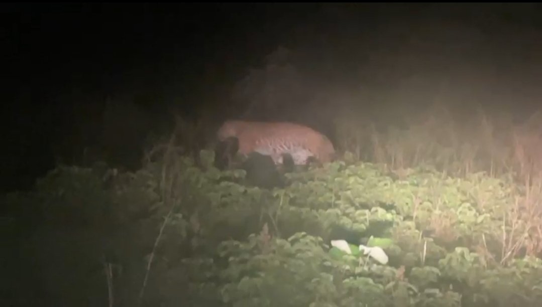 आगर जिले में देखा गया तेंदुआ, पवन चक्की पर कार्यरत सिक्योरिटी गार्ड ने बनाया वीडियो, वन विभाग का अमला जुटा तेंदुए की तलाश में