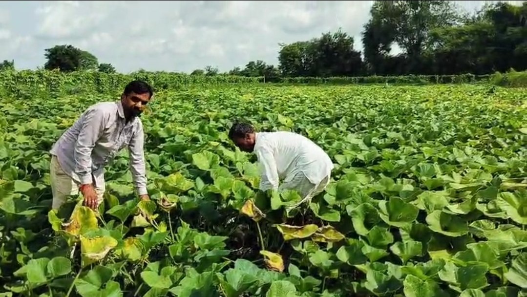 नकली खाद के गोरखधंधे से मध्य प्रदेश के किसानों की टूटी कमर, आगर मालवा के किसान भी नकली खाद के हुए शिकार
