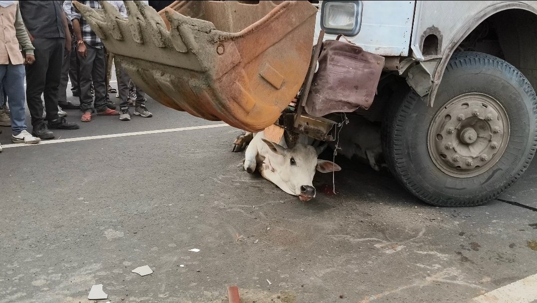 आगर मालवा जिले में रफ्तार का कहर: बेकाबू ट्रक ने गायों को रौंदा; 5 गायों की मौत, आधा दर्जन घायल, ग्राम आमला में हुआ हादसा